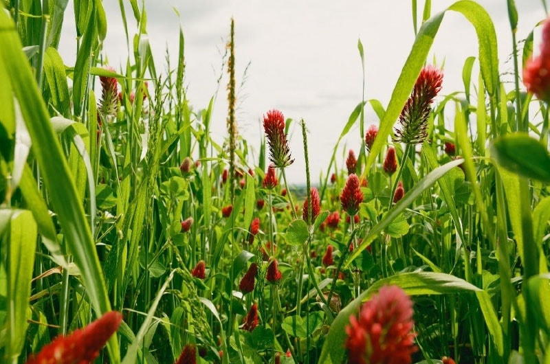 banner__blog-introducing-wildfarmed-2_800x530