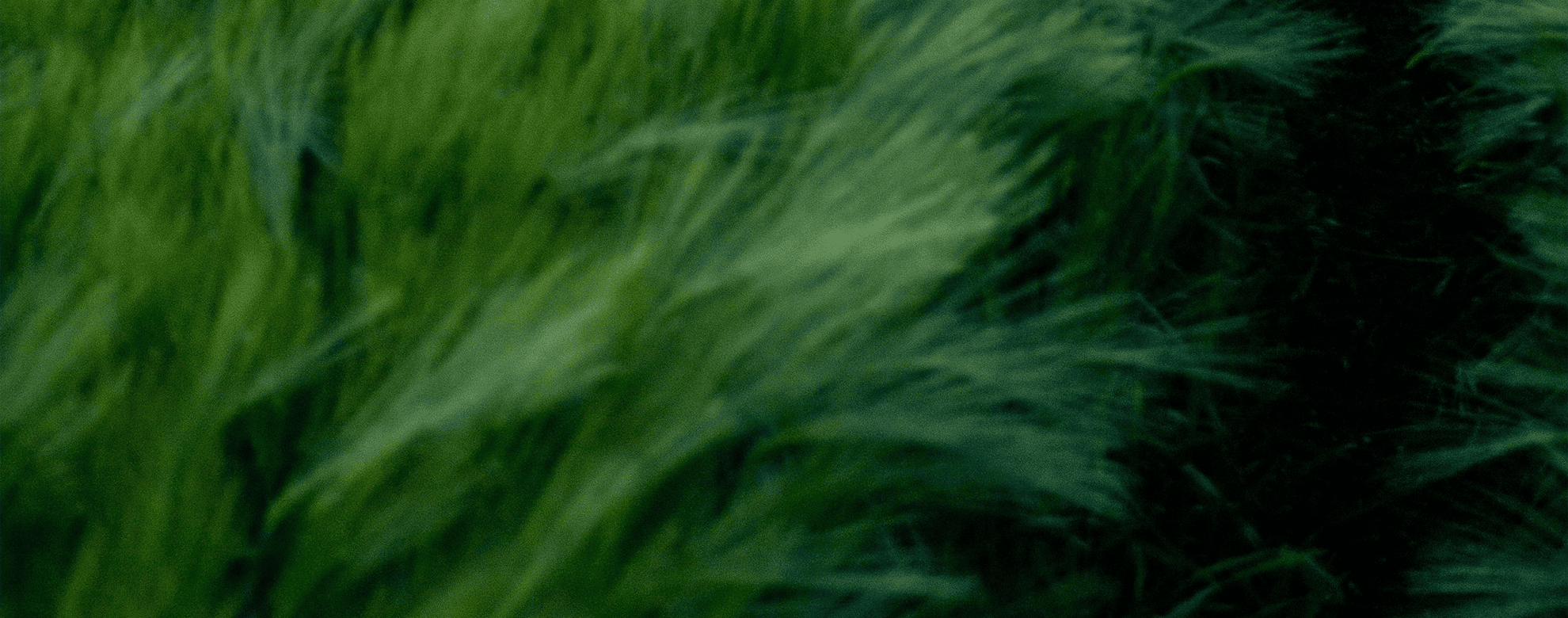 banner__grass-2_1980x780_desktop