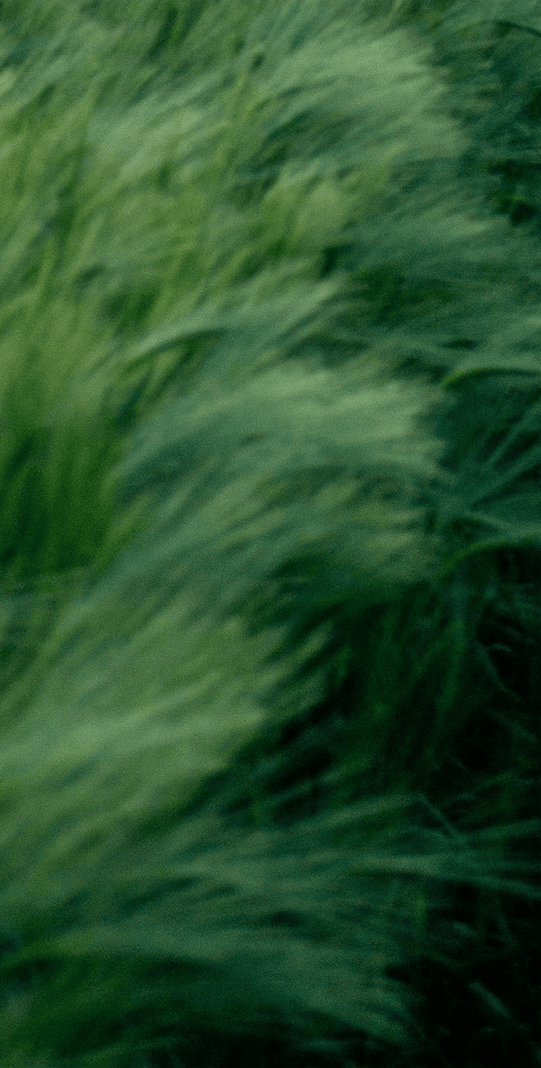 banner__grass-2_780x1540_mobile