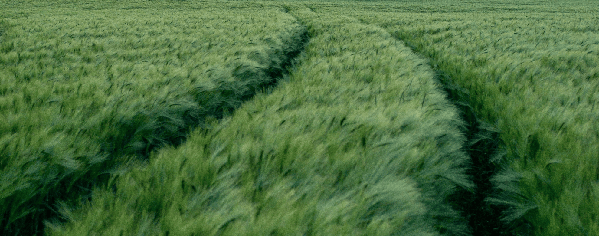banner__grass_1980x780_desktop