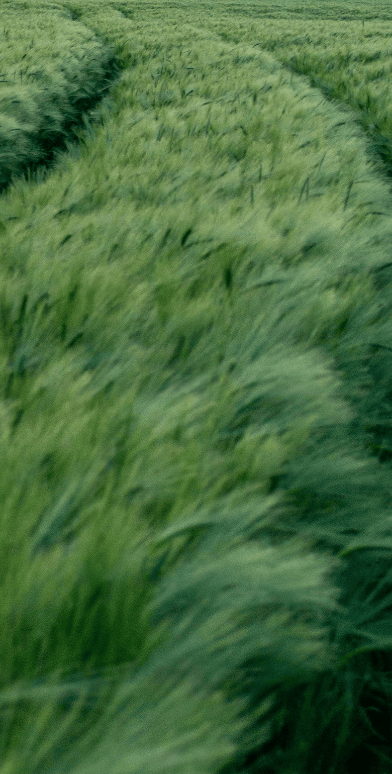 banner__grass_780x1540_mobile